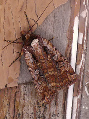 Eueretagrotis attentus