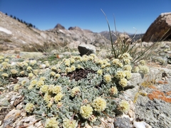Eriogonum kingii