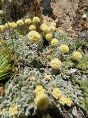 Eriogonum kingii