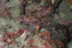Gobius cruentatus