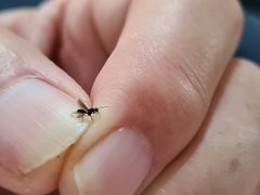 Myrmecina graminicola