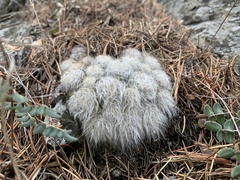 Mammillaria glassii