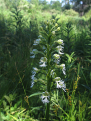 Platanthera leucophaea