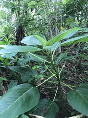 Touchardia latifolia