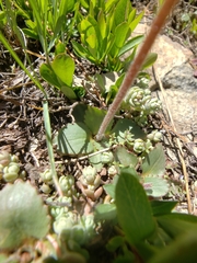 Micranthes rhomboidea