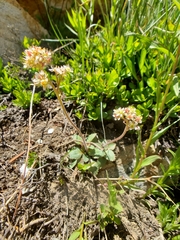 Micranthes rhomboidea