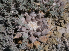 Ariocarpus retusus retusus