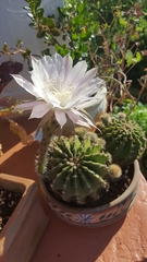 Echinopsis ancistrophora