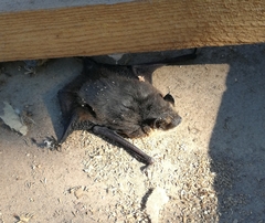 Eptesicus nilssonii