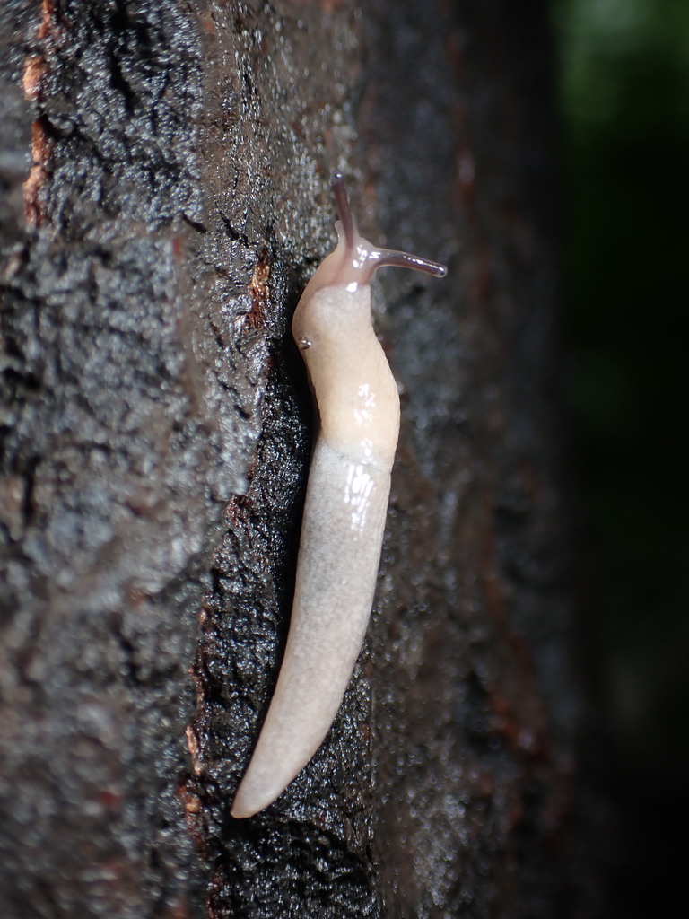 Arctic Field Slug from 中国北京市密云区 on July 11, 2020 at 01:13 PM by 茶棚 ...