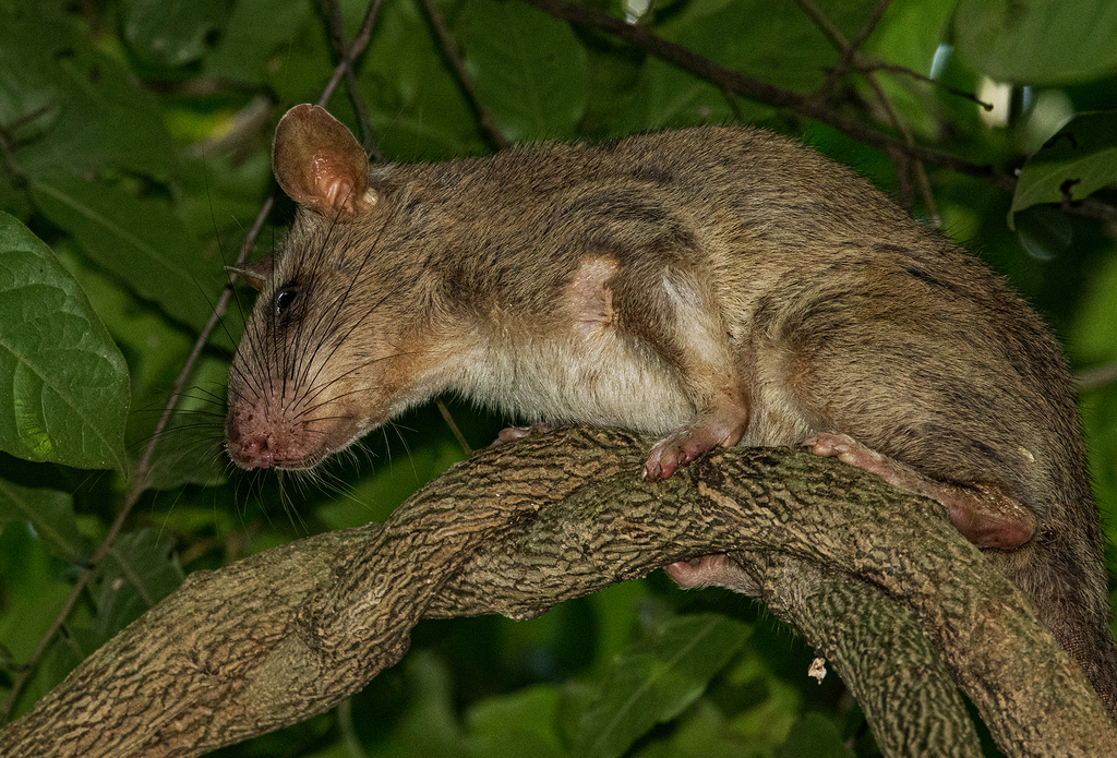 Southern Giant Pouched Rat (Cricetomys ansorgei) - Know Your Mammals