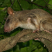 Southern Giant Pouched Rat - Photo (c) Bart Wursten, some rights reserved (CC BY-NC), uploaded by Bart Wursten