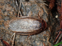 Corydiinae