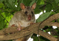 Southern Giant Pouched Rat photo 3