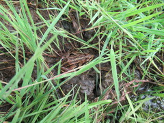 Rana amurensis
