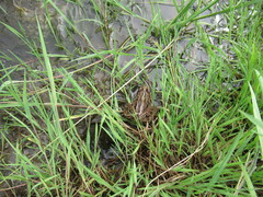 Rana amurensis