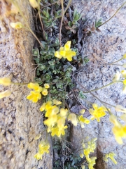 Draba oligosperma