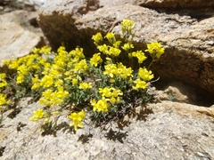 Draba oligosperma