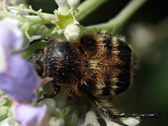 Lasiotrichius succinctus