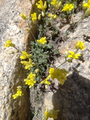Draba oligosperma