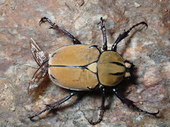 Dicronocephalus wallichi