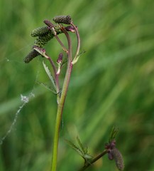 Sanguisorba tenuifolia