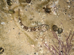Lepidoblennius haplodactylus