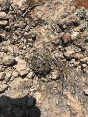 Echinofossulocactus phyllacanthus