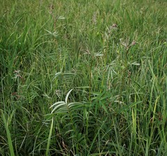 Sanguisorba tenuifolia