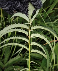 Sanguisorba tenuifolia