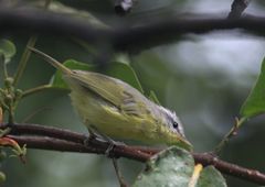 Phylloscopus xanthoschistos
