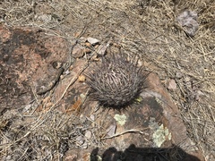 Echinofossulocactus lloydii