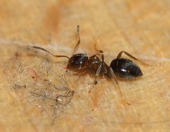 Lasius brunneus