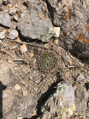 Mammillaria uncinata