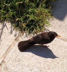 Turdus merula aterrimus