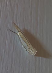 Crambus saltuellus