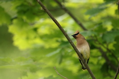 Bombycilla cedrorum image