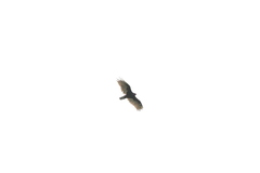 Cathartes aura image