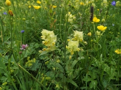 Rhinanthus alectorolophus