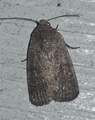 Athetis reclusa
