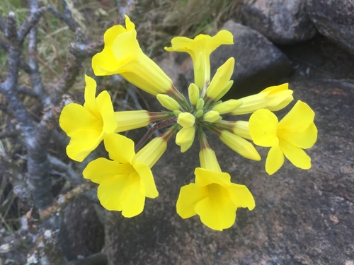 Elephant's Foot Plant