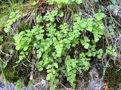 Cryptogramma stelleri