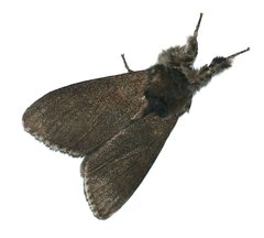 Calliteara pudibunda