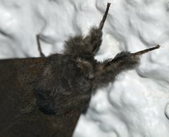 Calliteara pudibunda