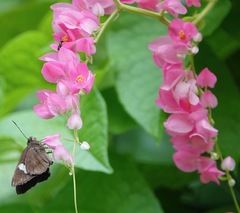 Notocrypta paralysos varians