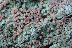 Ostropomycetidae