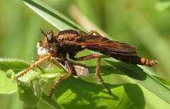 Asilus sericeus