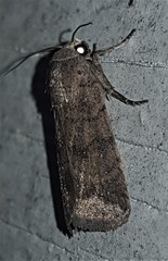 Athetis reclusa
