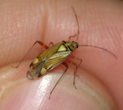 Rhabdomiris striatellus