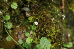 Trigonotis formosana elevatovenosa